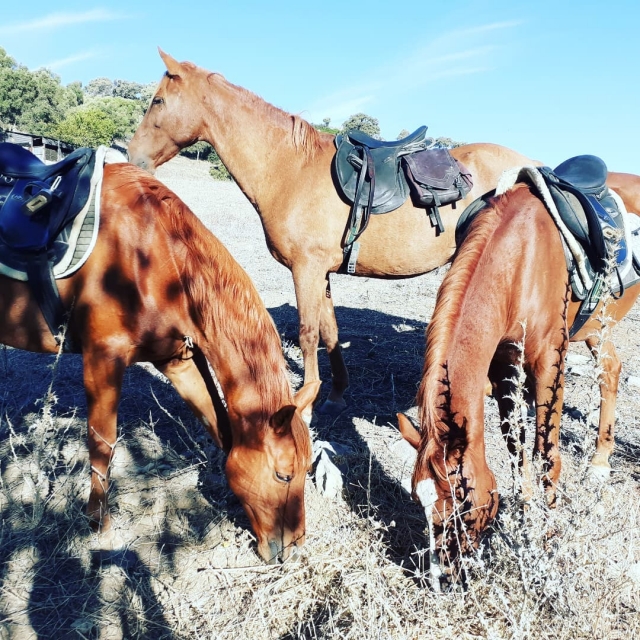  Our horses grazing 