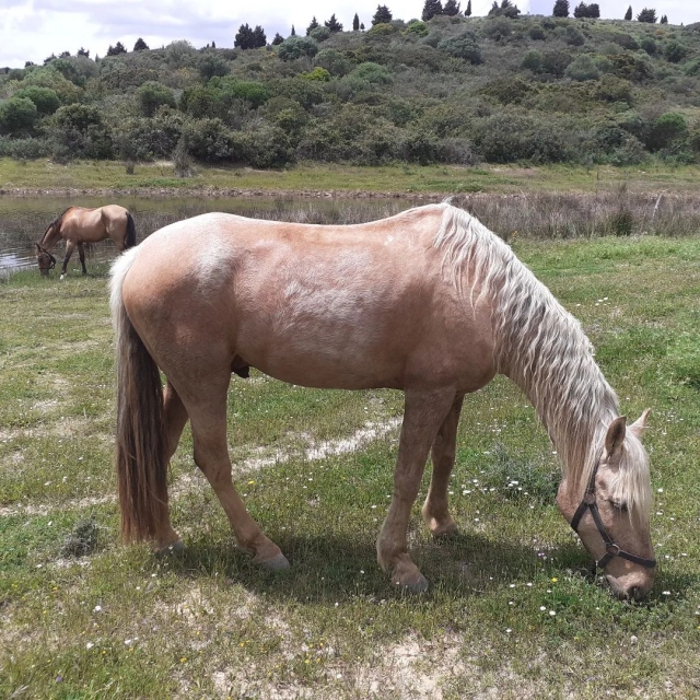  A stallion eating in the field 