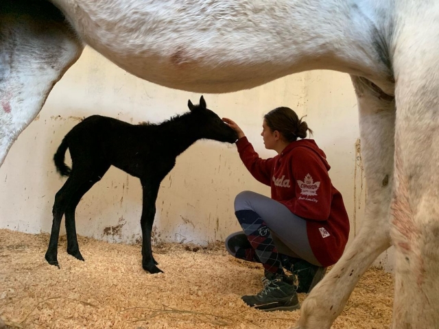  Taking care of the foals in the stable 