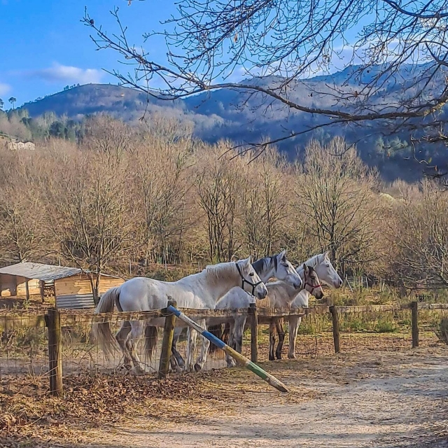  Our horses in the Asturian countryside 