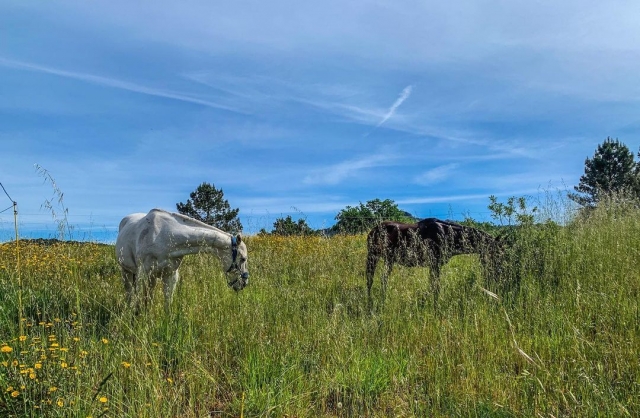  Equestrian camp in Ourense