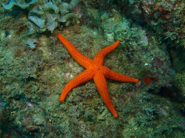  地中海海星 