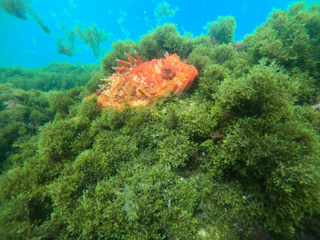  Discover the seabed 