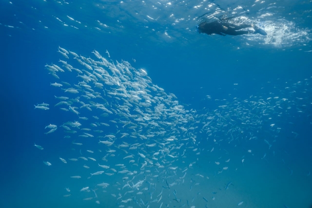Banco de peces aguja