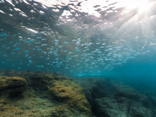 Fondo marino con banco de peces