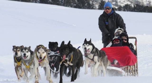 Disfrutando de una experiencia de mushing