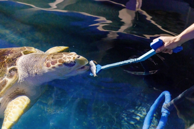 Alimentando a las tortugas