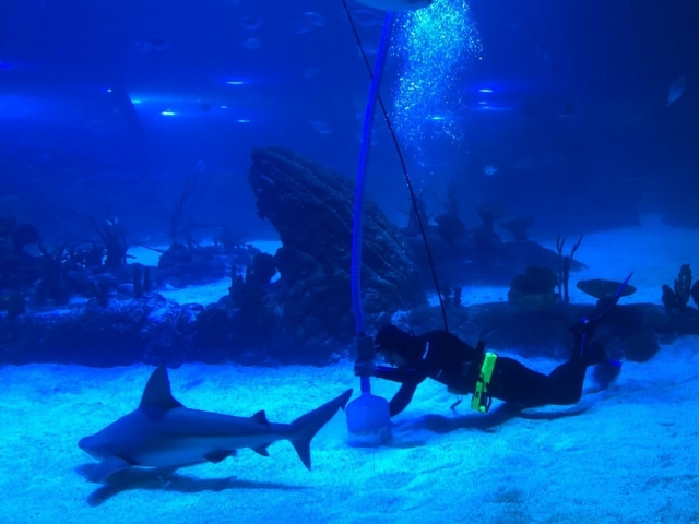 Nadando con tiburones