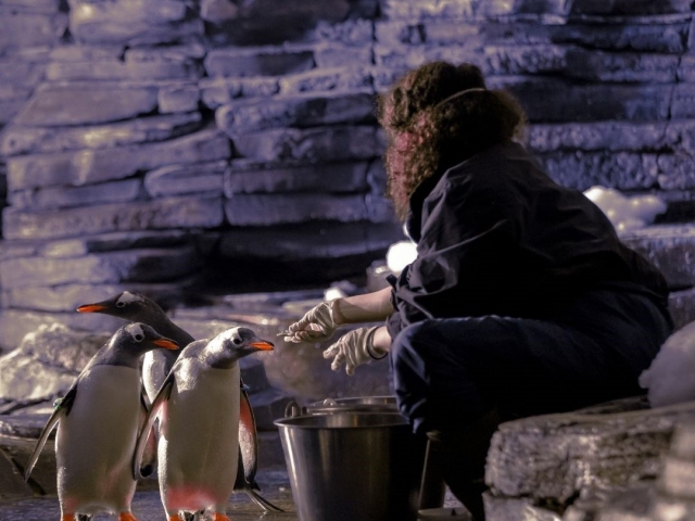 Pingüinos con su cuidadora