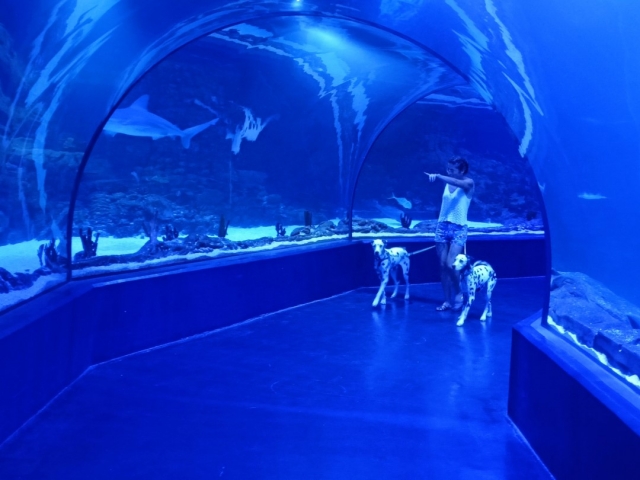 Túnel submarino