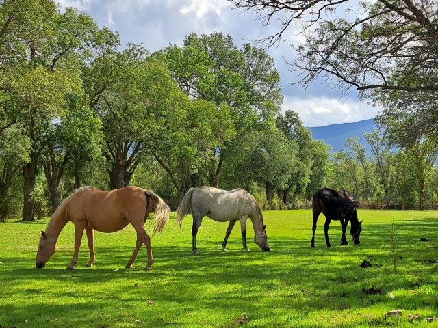 Cavalli calmi