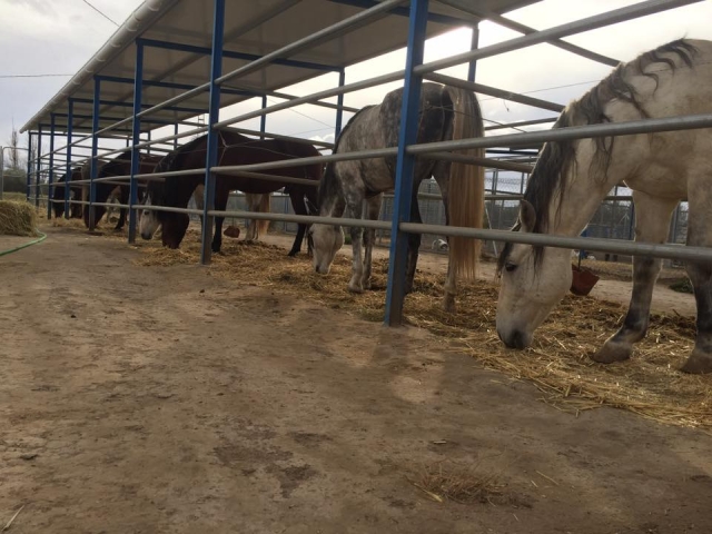 Ruta caballos yeguada