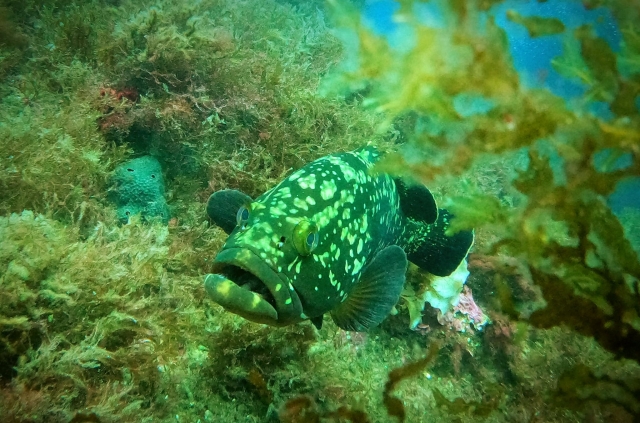  Tauchen Sie und lernen Sie die Fische des Mar Menor kennen 
