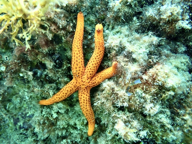 Fauna marina de Barcelona