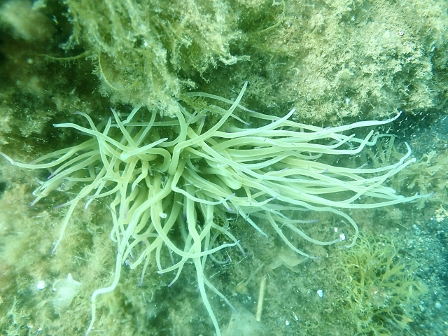 Corales en la playa de la Barceloneta