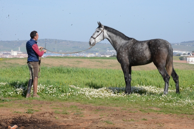  Pferd im Freien in Zafrán