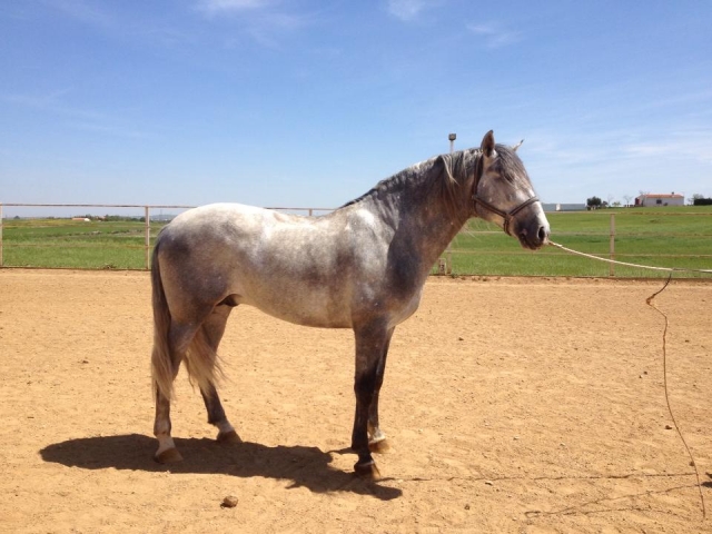 Pferd in der Luft in Zafra 