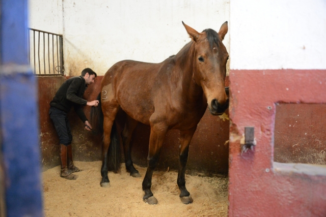  Pferd im Stall von Las Dehesillas 