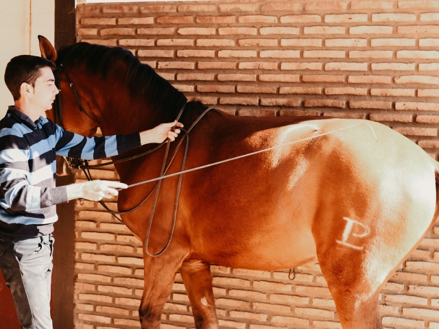  Pferd im Reitzentrum in Zafra 