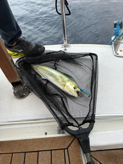 res_o-67955-pesca_de_hendrik-heller_1792244927226.jpeg