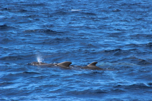  Dauphins dans la mer Cantabrique 
