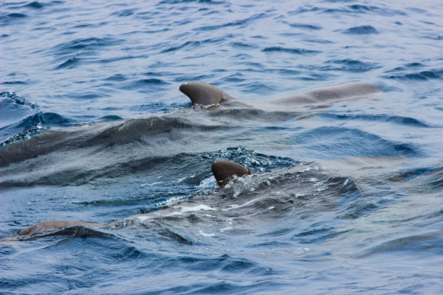  Croisière avec les dauphins à Santander 