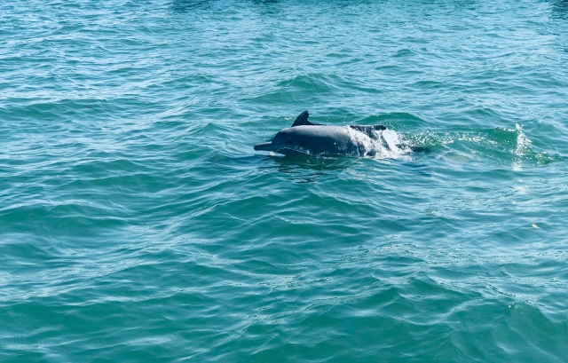  Profitez de la compagnie des dauphins à Santander 