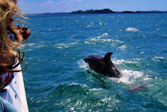  Naviguez lors d'une observation des baleines 
