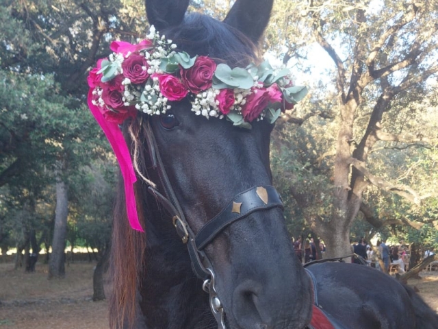Nuestro caballo bien elegante Nuestro caballo bien elegante