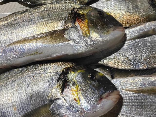 Peces capturados durante la salida