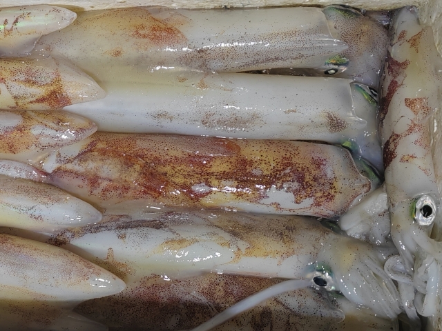 Chipirones pescados durante la salida