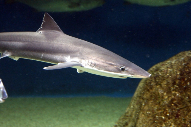 Tiburones