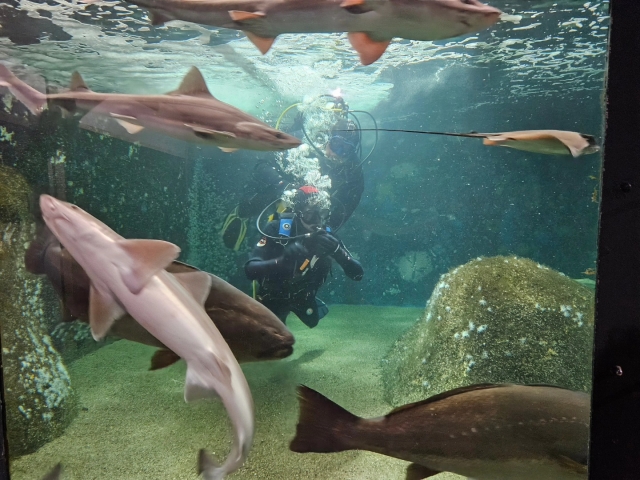 Nada con tiburones