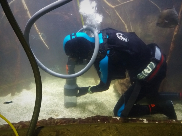  Aquarium maintenance 