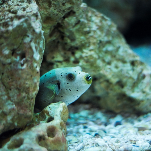  Marine species 