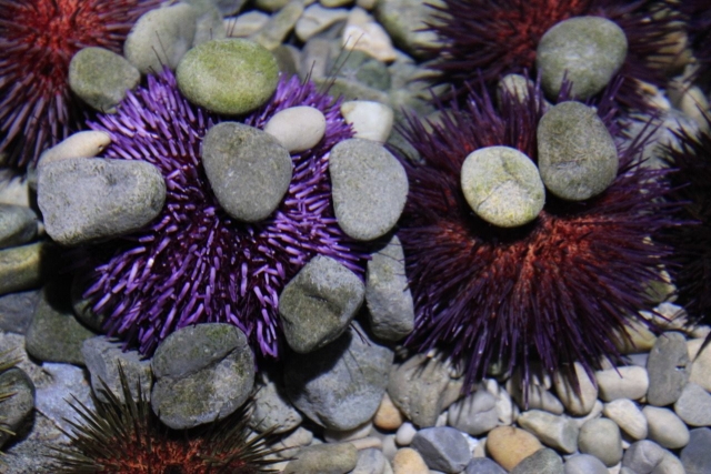  Biodiversity 