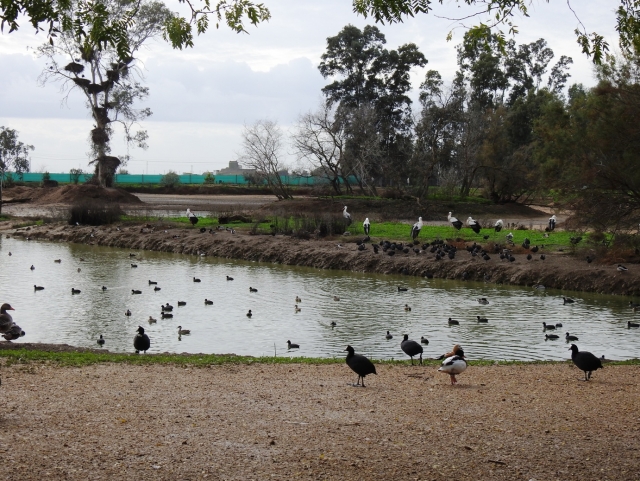 Patos en la reserva de aves