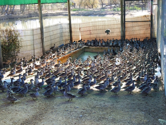 Patos