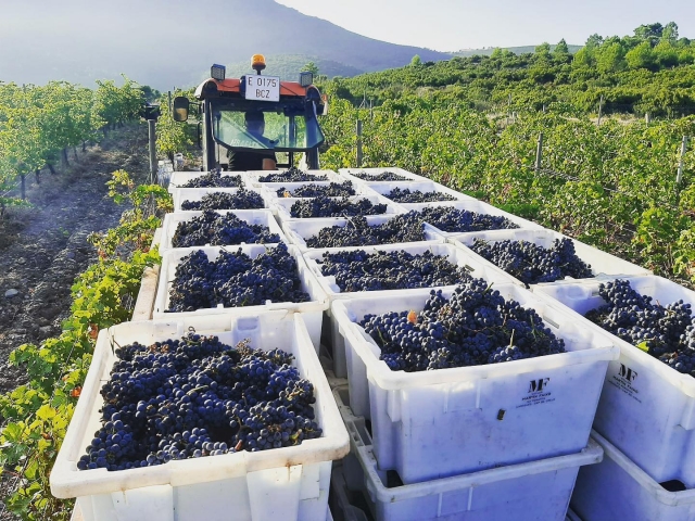  Raisins pour l'élaboration du vin 