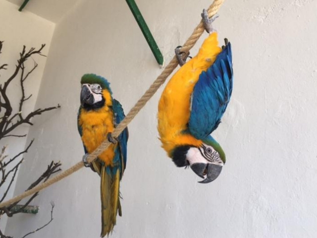 Pareja de loros