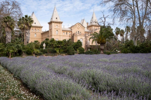 Campo de lavandad
