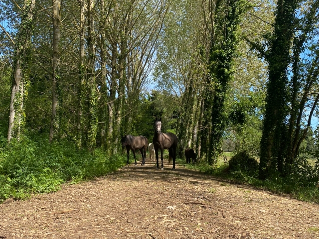 Conoce a nuestros equinos