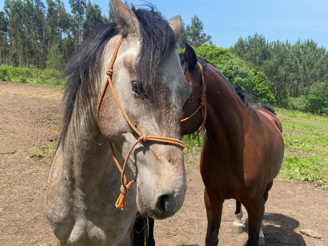 Descubre A Coruña a caballo