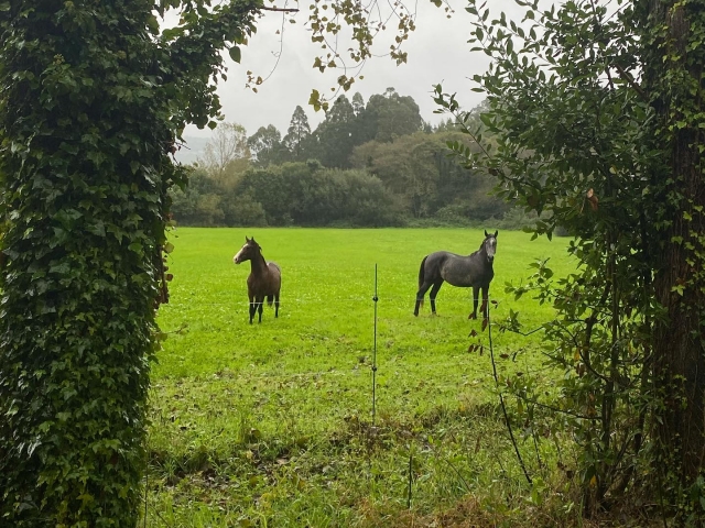 Rutas a caballo en Arteixo
