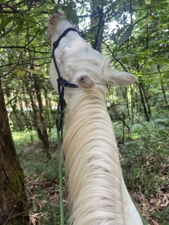 res_o-67174-rutas-a-caballo_de_tomas-amable-rubido-dymond_17837707546064.jpeg