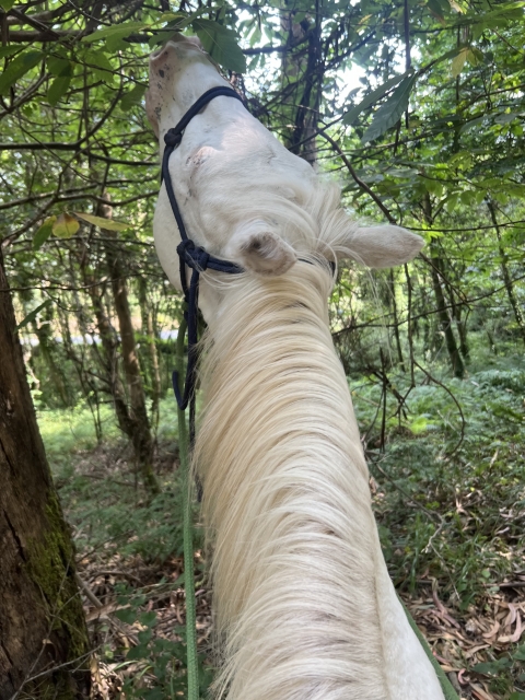 Bewertung von Tomas Über Reitroute in der Nähe der Küste von Barrañán, 2 Stunden