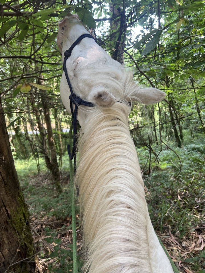 res_o-67174-rutas-a-caballo_de_tomas-amable-rubido-dymond_17837707546064.jpeg