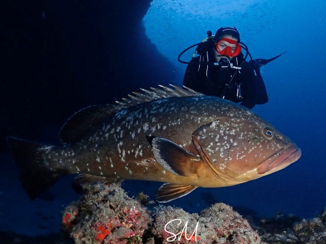  Exploring marine fauna 