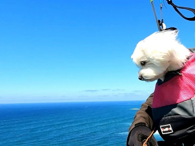  Dog on paraglider 