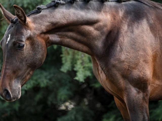 Caballos en Madrid
